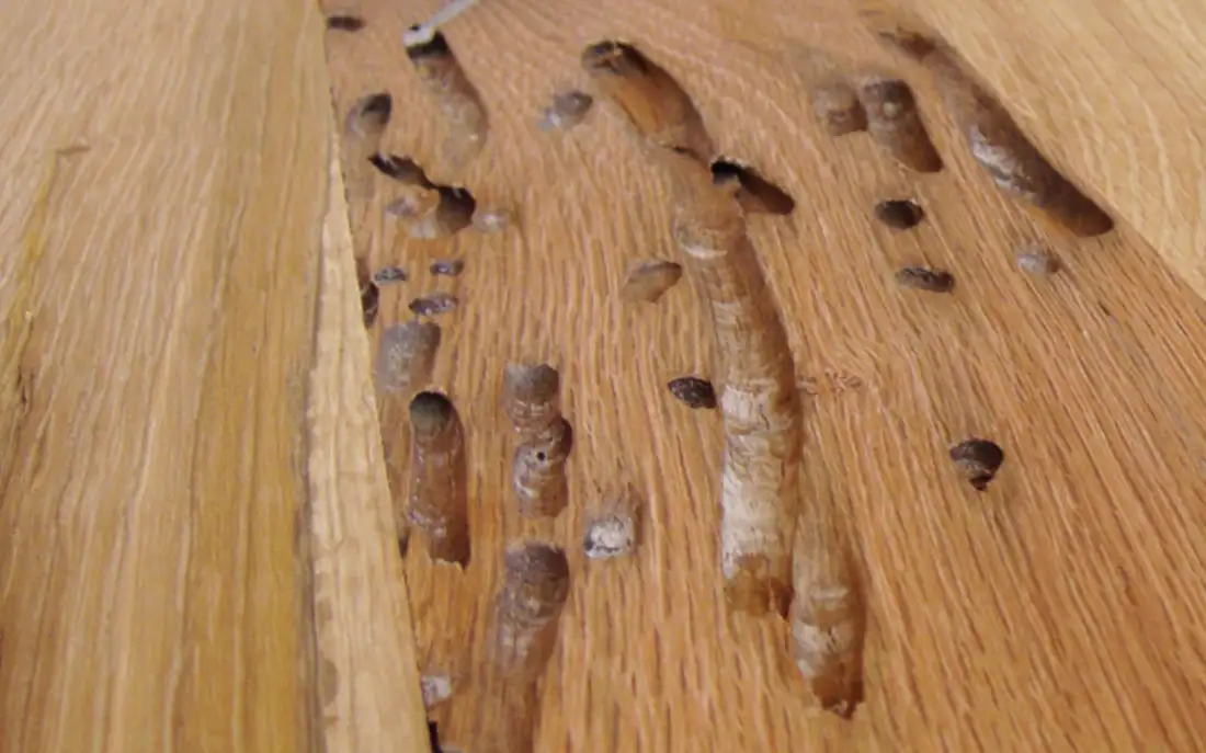 Legno antico briccole di venezia